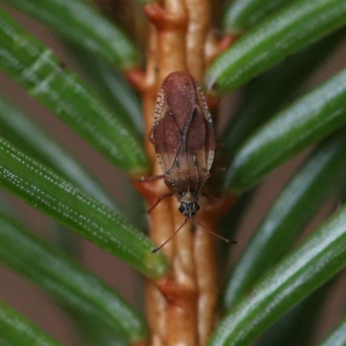 Physatocheila sp.